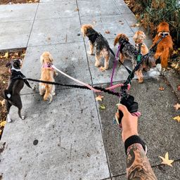 Auntie Katie's Pet Care